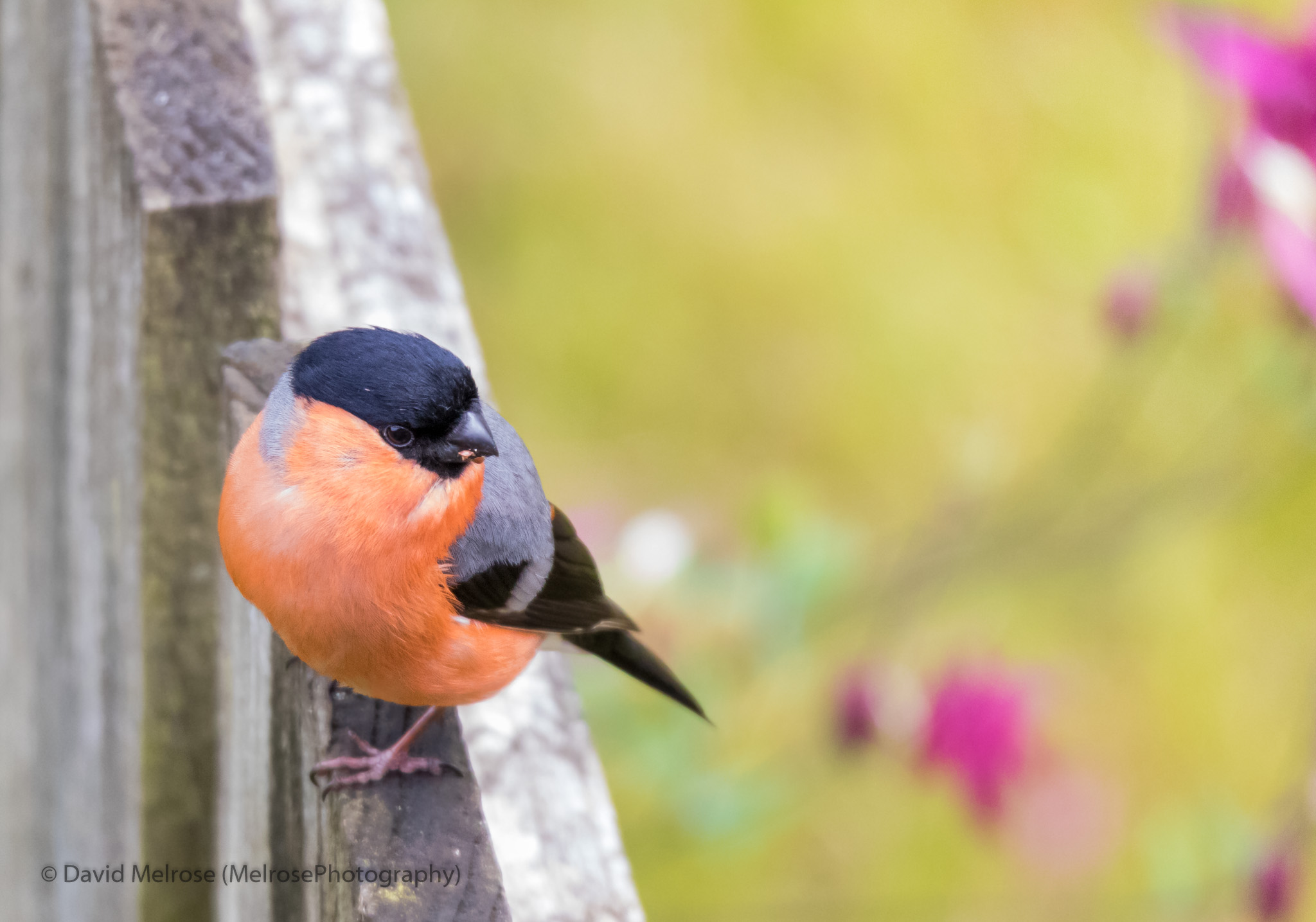 wildlife/Bullfinch in Garden-04120170616.jpg